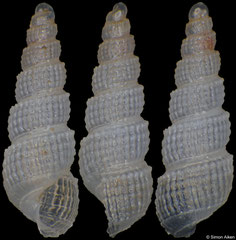 Turbonilla tegulata (South Africa, 3,0mm) F+++ €4.00 (specimens for sale are 3.0-3.3mm and are of the same quality as the specimen illustrated)