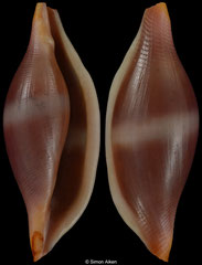 Phenacovolva insculpta (Madagascar, 16,5mm)