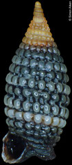 Nanaphora triticea (Philippines, 4,2mm) F+++ €1.10 (specimens for sale are 3-4mm and are of the same quality as the specimen illustrated)