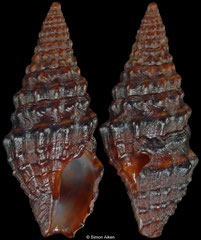 Pilsbryspira arsinoe (Pacific Mexico, 12,4mm)
