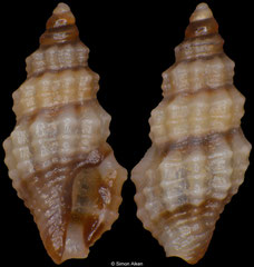 Clathurella fuscobasis (Easter Island, 3,5mm) F+++ €10.00 (specimens for sale are 3.3-3.6mm and are of the same quality as the specimen illustrated)