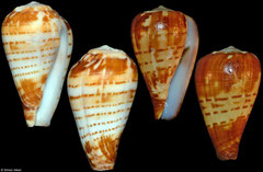 Conus chytreus (Angola, 26mm, 22mm)