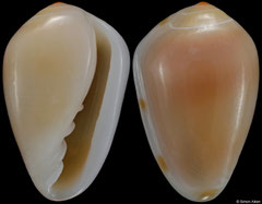Prunum apicinum (Florida, USA, 10,4mm)