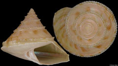 Calliostoma bellatrix (Arufura Sea, 37,9mm)