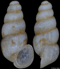 Lanzaia matejkoi (Montenegro, 1,8mm) (paratype)