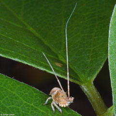 Tailed planthopper (Eurybrachidae sp.), Broome, Western Australia