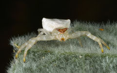 White crab spider (Thomisus spectabilis), Broome, Western Australia