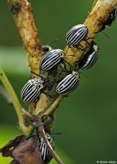 Leaf beetles (Leptinotarsa undecimlineata), Pinar del Río, Cuba