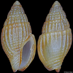 Parvanachis sp. (Pacific Mexico, 3,7mm)