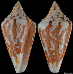 Conus archon (Pacific Panama, 51,5mm)