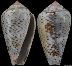 Conus nigropunctatus (Israel, 35,0mm)