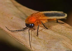 Firefly (Lampyridae sp.), La Grande Soufrière, Basse-Terre, Guadeloupe