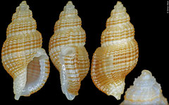 Pseudodaphnella sp. (Philippines, 6,7mm)