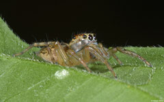 Jumping spider (Salticidae sp.), Balut Island, Philippines
