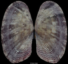 Gari maculosa (Madagascar, 40,2mm)