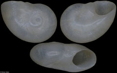 Teinostoma amplectans (Pacific Mexico, 3,1mm) F++ €2.00 (specimens for sale are 2.9-3.4mm and are of the same quality as the specimen illustrated)
