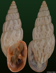 Burringtonia exesa (Brazil, 39,6mm)