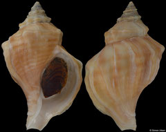 Neptunea gyroscopoides (Alaska, 111,4mm)