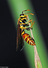 Wasp (Polistes cubensis), Pinar del Río, Cuba