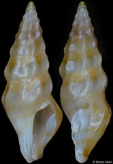 Cerodrillia jerrywallsi (Philippines, 10,2mm)