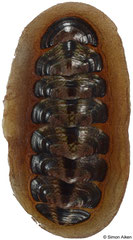 Onithochiton neglectus cf. subantarcticus (New Zealand, 40,6mm)