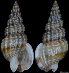 Tritia vaucheri (Spain, 12,5mm) F+++ €1.50 (specimens for sale are 11-12mm and are of the same quality as the specimen illustrated)
