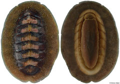 Plaxiphora biramosa (New Zealand, 56,7mm)