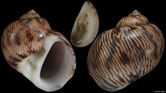 Natica rubromaculata (Gabon, 18,5mm)