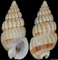 Reticunassa neoproducta (South Africa, 9,9mm)
