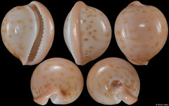 Cypraea volvens (South Africa, 19,1mm)