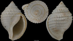Galeodea cf. leucodoma (Madagascar, 53,0mm)