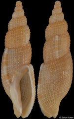 Tritonoharpa siphonata (Pacific Mexico, 19,9mm)
