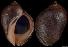 Purpura persica (Tanzania, 84,6mm) F++ €14.00