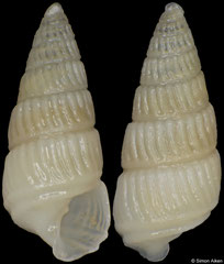 Babella mariellaeformis (South Africa, 3,8mm) F++ €2.00 (specimens for sale are 2.5-3mm and are of the same quality as the specimen illustrated)