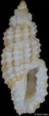 Kermia cf. sagenaria (Philippines, 3,7mm) F+++ €3.00 (specimens for sale are 3mm and are of the same quality as the specimen illustrated)