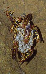 Wasps (Vespoidea sp.), La Cumbre, Dominican Republic