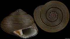 Clanculus samoensis (Papua New Guinea, 10,7mm)