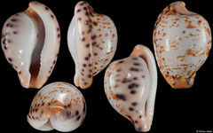 Cypraea algoensis form 'sanfrancisca' (South Africa, 20,4mm)