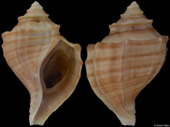 Neptunea gyroscopoides (Alaska, 87,1mm)