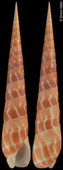 Oxymeris dimidiata (Philippines, 131,2mm)