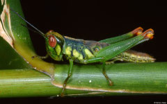 Grasshopper (Acridomorpha sp.) nymph, Bokor Mountain, Cambodia