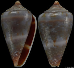 Conus infinitus (Cape Verde, 16,1mm)