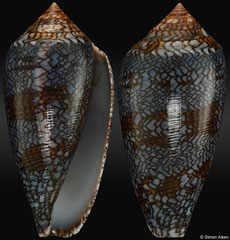 Conus archiepiscopus form 'euetrios' (Madagascar, 50,2mm)