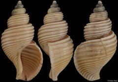 Ancistrolepis vietnamensis (China, 94,3mm)