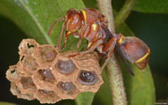 Wasp (Apocrita sp.), Andapananguoy, Île Sainte-Marie, Madagascar