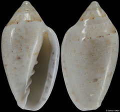 Marginella falsebayensis (South Africa, 14,7mm) F+++ €7.50 (specimens for sale are 13-15mm and are of the same quality as the specimen illustrated)