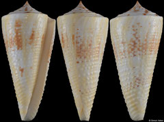 Conus tribblei (Philippines, 60,3mm)