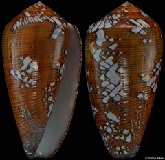 Conus behelokensis form 'pseudoracemosus' (Madagascar, 55,0mm)