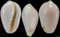 Prunum pruniosum (Caribbean Panama, 14,0mm)