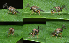 Eucharitid wasp (Eucharitidae sp.), Pacijan Island, Philippines